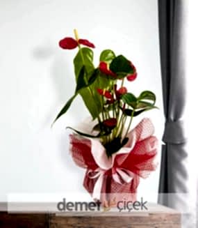 Kırmızı Antoryum Saksı Çiçeği