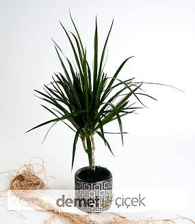 Beton Saksıda Marginata Bitkisi