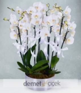 10 Dal Beyaz Orkide