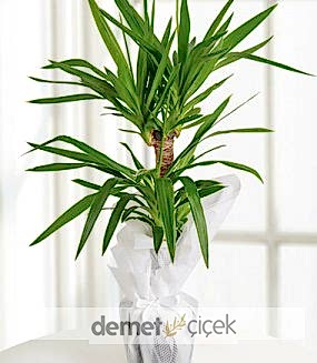 İkili Yukka Saksı Çiçeği