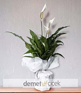 Beyaz Spatifilyum Barış Çiçeği