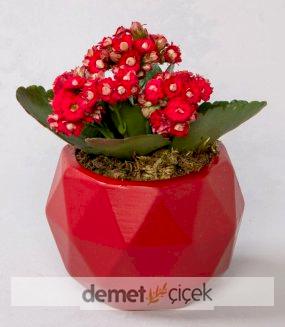 Kırmızı Geometrik Saksıda Kırmızı Kalanchoe