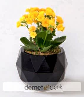 Siyah Geometrik Saksıda Sarı Kalanchoe