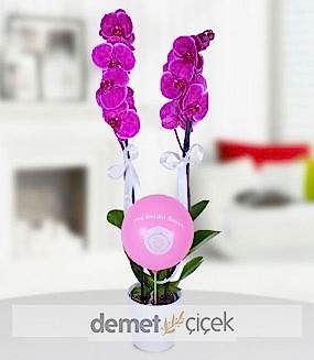 Kız Bebek Mor Orkide