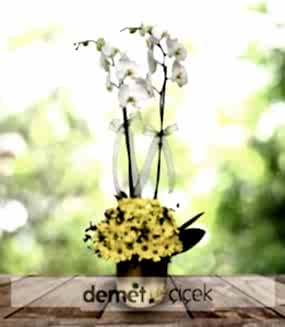 Orkide ve Sarı Papatyalar