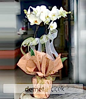 2'li Beyaz Orkide