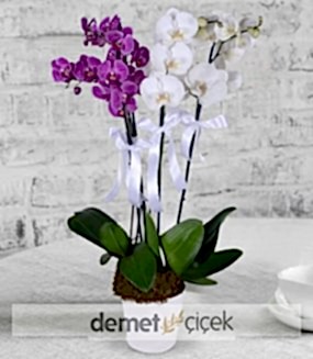 Mor ve Beyaz Orkide