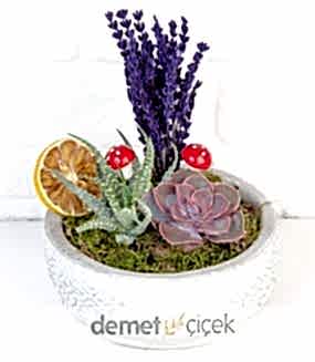 Dekoratif Saksıda Lavanta ve Sukulentler