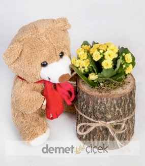 Kütükte Ayıcıklı Sarı Kalanchoe