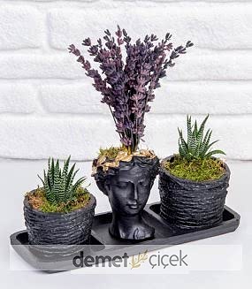 Trio Helen Lavanta ve Sukulent