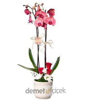 Seramik Vazode Ateş Kırmızı Orkide ve Güller