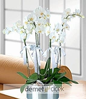 5 Dal Beyaz Orkide