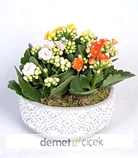 Beton Saksıda Kalanchoe