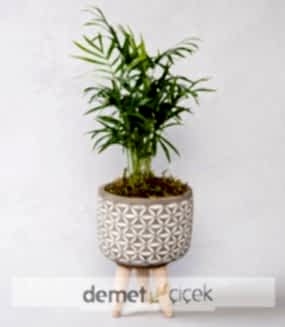 Saksıda Chamadore Bitkisi