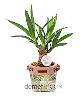 Kumaş Sepette Yuka Bitkisi