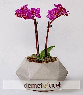 Beton Saksıda Mor Mini Orkide