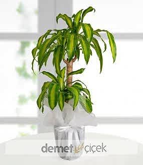 Saksıda 2li Massengena