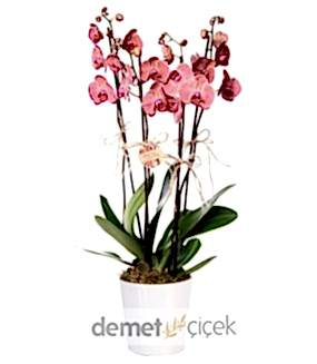 Seramik Vazoda Ateş Kırmızısı Orkideler (4 Dal)