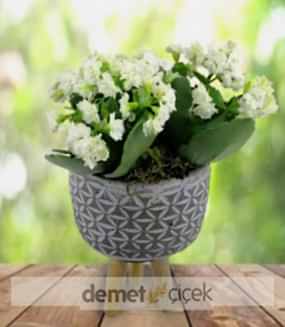 Seramikte Beyaz Kalanşo