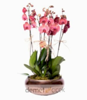 Bakır Saksıda Ateş Kırmızısı Orkideler (6 Dal)