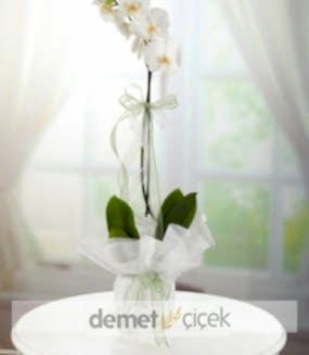 Süslenmiş Tekli Beyaz Orkide 
