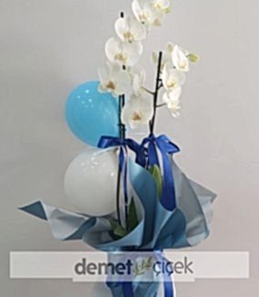 Erkek Bebek Orkide Çiçek