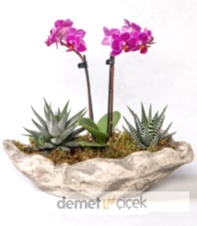 Dekoratif Saksıda Mini Mor Orkide