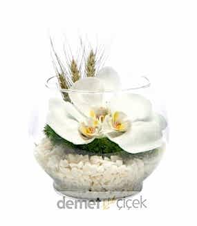 Akvaryum Vazoda Orkideler