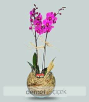 Cam Fanus Mor Orkide