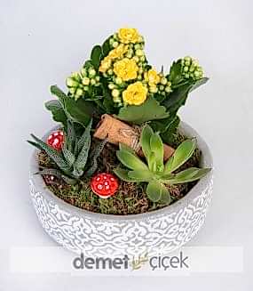 Beton Saksıda Kalanchoe ve Sukulent