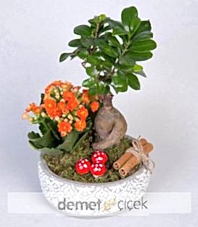 Beton Saksıda Kalanchoe ve Bonsai