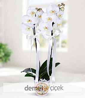 Geçmiş Olsun Dilekli Orkide