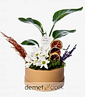 Yuvarlak Kutuda Papatya Bahçesinde Starliçe