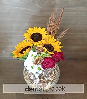 Cam Fanusta Aranjman