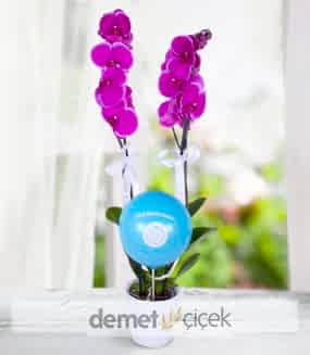 Erkek Bebek Mor Orkide