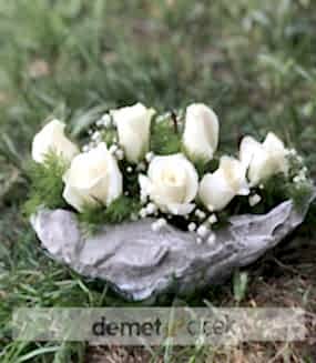 Kayada Beyaz Güller