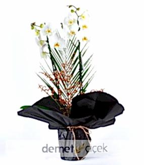 Siyahın İçinde Beyaz Çift Dal Orkide