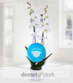 Erkek Bebek Orkide