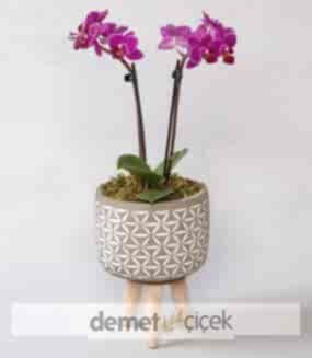 Saksıda Çift Dal Mor Orkide