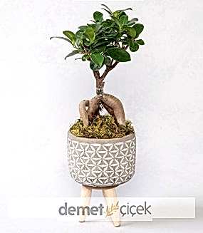 Saksıda Ficus Ginseng Bonsai