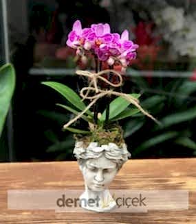 Helen Saksıda Mini Mor Orkide