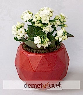 Kırmızı Geometrik Saksıda Kalanchoe