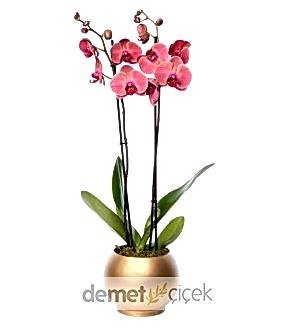Akvaryumda Ateş Kırmızısı Orkide (2 Dal)