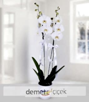 Doğum Günü Kutlamalı Orkide