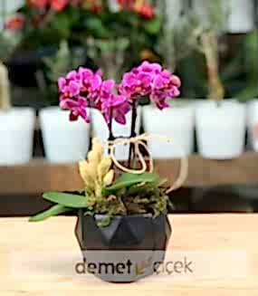 İkili Mini Mor Orkide