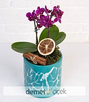 Turkuaz Vazoda Mini Orkide