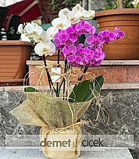 4 Dal Mor Beyaz Orkide