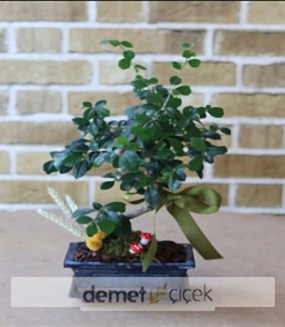 Bonsai Ağaç