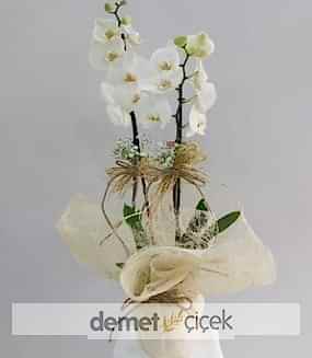 Çift Dal Beyaz Orkide