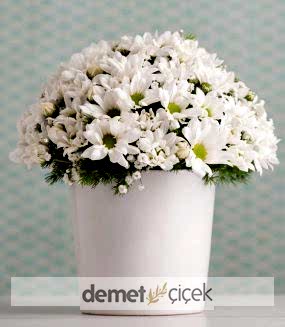 Seramikte Beyaz Papatyalar